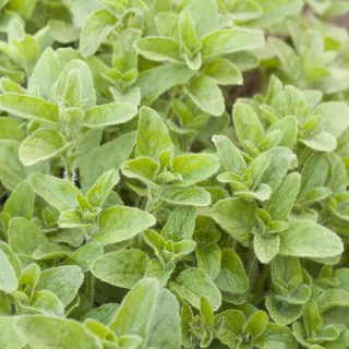 Oregano Vulgare (Marjoram) - Seeds Oregano Vulgare (Marjoram) - Seeds