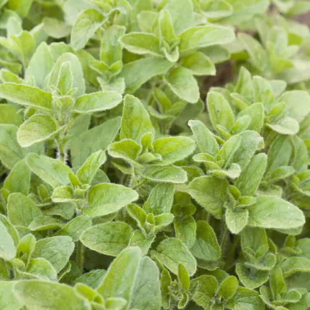 Oregano Vulgare (echte marjolein) - Zaden Oregano Vulgare (echte marjolein) - Zaden
