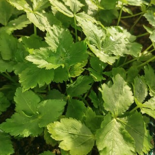 Parsley Gigante de Itália - Seed Parsley Gigante de Itália - Seed
