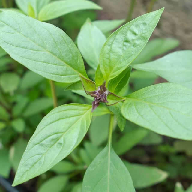 Thaise Basilicum - Zaad