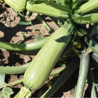 Courgette Alberello - erfgoedzaad
