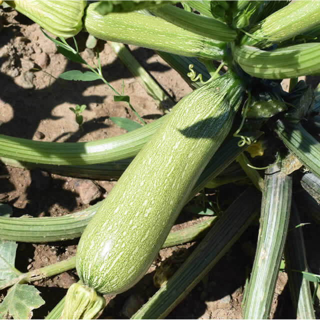 Zucchini Alberello - Seed