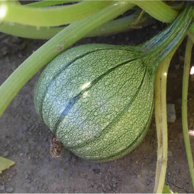 Courgette Di Nizza - Zaad