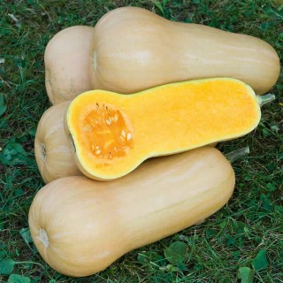 Flespompoen Butternut Waltham - erfgoedzaad