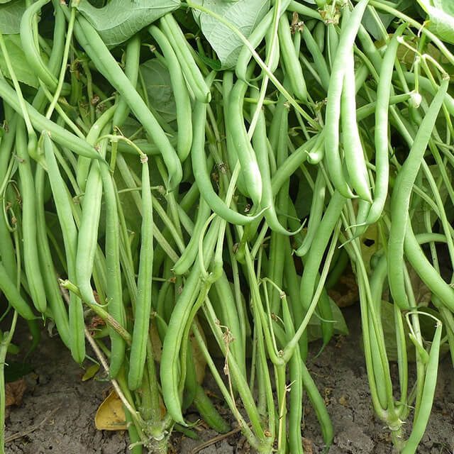 Green stem green bean Domino - Seed