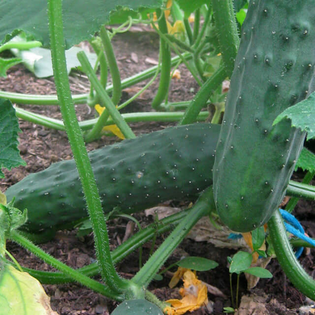 Cucumber Marketmore - Seed