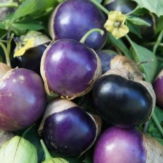 Paarse Tomatillo - erfgoedzaad