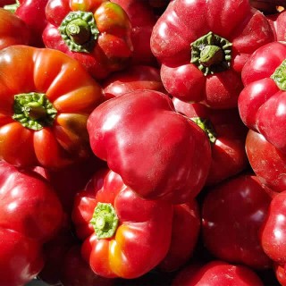 Paprika Do Sabugal - erfgoedzaad