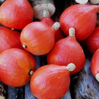 Pompoen Red Kuri - erfgoedzaad