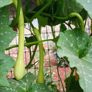 Pompoen Trompet - erfgoedzaad