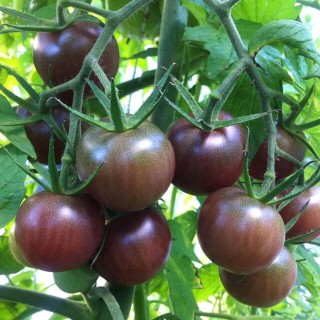 Tomaat Black Cherry - erfgoedzaad