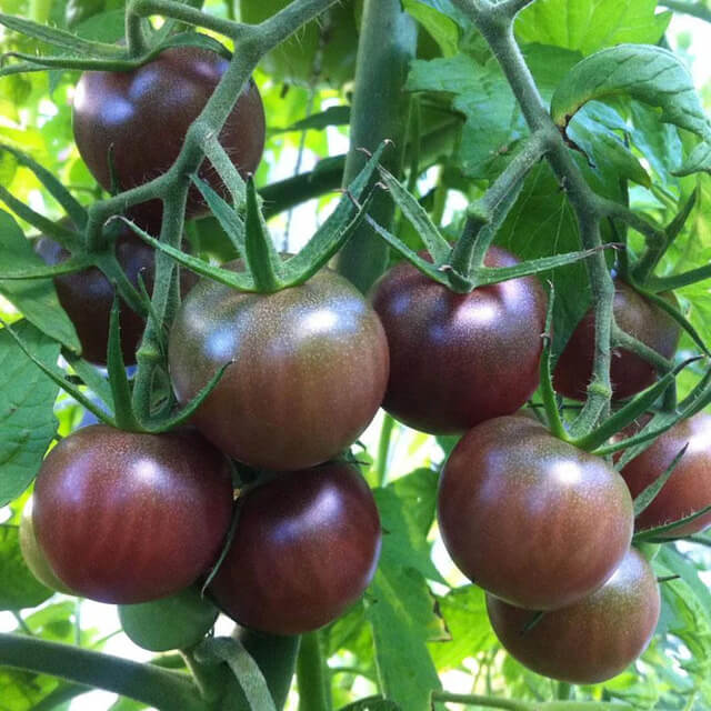 Tomato Black Cherry - Seed