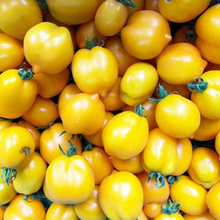 Tomaat Citrina - erfgoedzaad