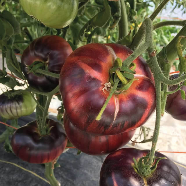 Tomato Indigo Blue Beauty - Seed