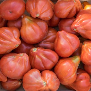 Tomaat Liguria - erfgoedzaad