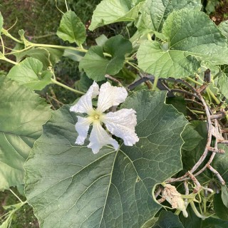 Kalebas Birdhouse - erfgoedzaad