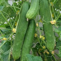 Komkommer Tanja Komkommer Tanja