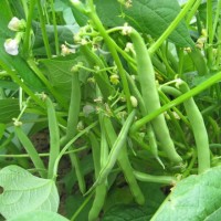 Stamslaboon La Victoire (erfgoedzaad) Stamslaboon La Victoire (erfgoedzaad)