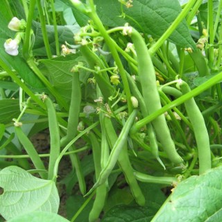 Stamslaboon La Victoire (erfgoedzaad)