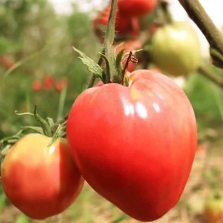 Tomato 'Coração de Boi' (Ox Heart) - Seed