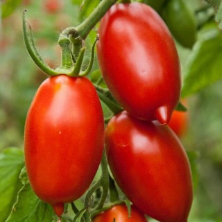 Tomaat Amish Paste erfgoedzaad