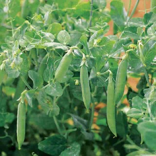 Doperwt wonder van Kelvedon - erfgoedzaad