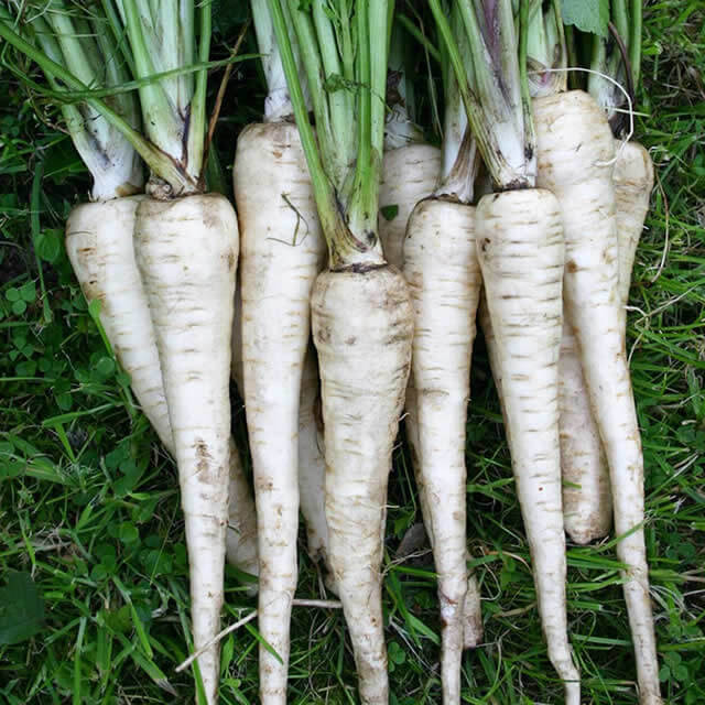 Parsnip tender and true - Seed