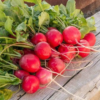Radish Cherry Belle - Seed