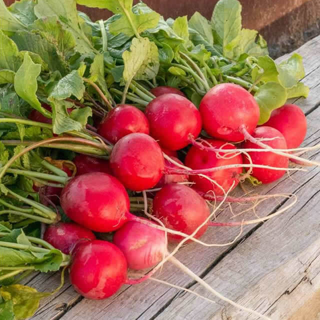 Radish Saxa - Seed