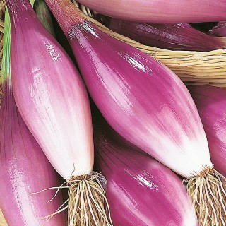 Red onion Rosso di Firenza - Seed