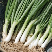 Bosui Witte van Lissabon erfgoedzaad