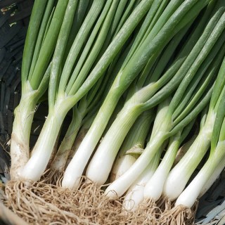 Bosui Witte van Lissabon erfgoedzaad