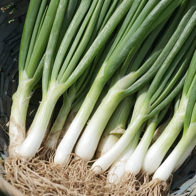 Bosui Witte van Lissabon (erfgoedzaad)