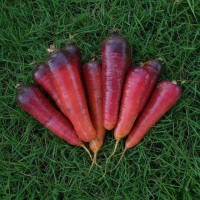 Wortel Lounge Rouge Sang - Erfgoedzaad